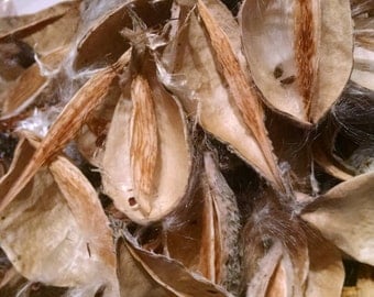 20 Naturally Dried Milkweed Pods, Milk Weed, Used for Potporri, Floral Supply, Wall Art, Fairy Chairs, Christmas Ornaments, Free Shipping