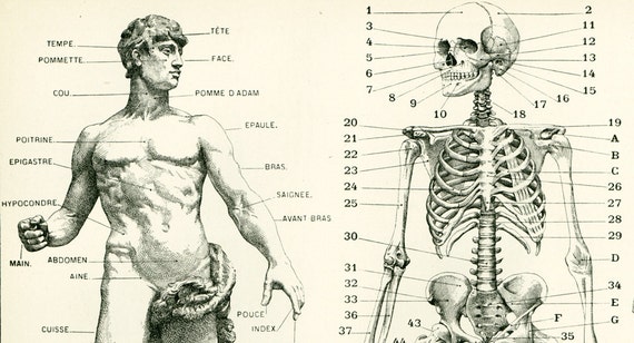 1897 Anatomy Human Body Parts Encyclopedia by sofrenchvintage