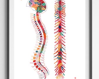 Spine watercolor print anatomy art spinal cord poster vertebral column print medical art skeletal Vertebrae illustration spine art prints