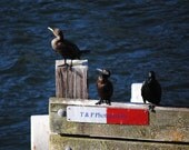 Digital Download Photo, CORMORANTS, bird photography, ocean, sea life, instant download, printable art, home decor, wall art, digital print Digital Download Photo, CORMORANTS, bird photography, ocean, sea life, instant download, printable art, home decor, wall art, digital print