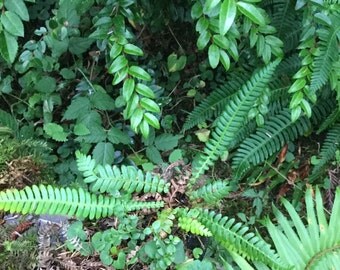 Small terrarium size deer ferns live plant