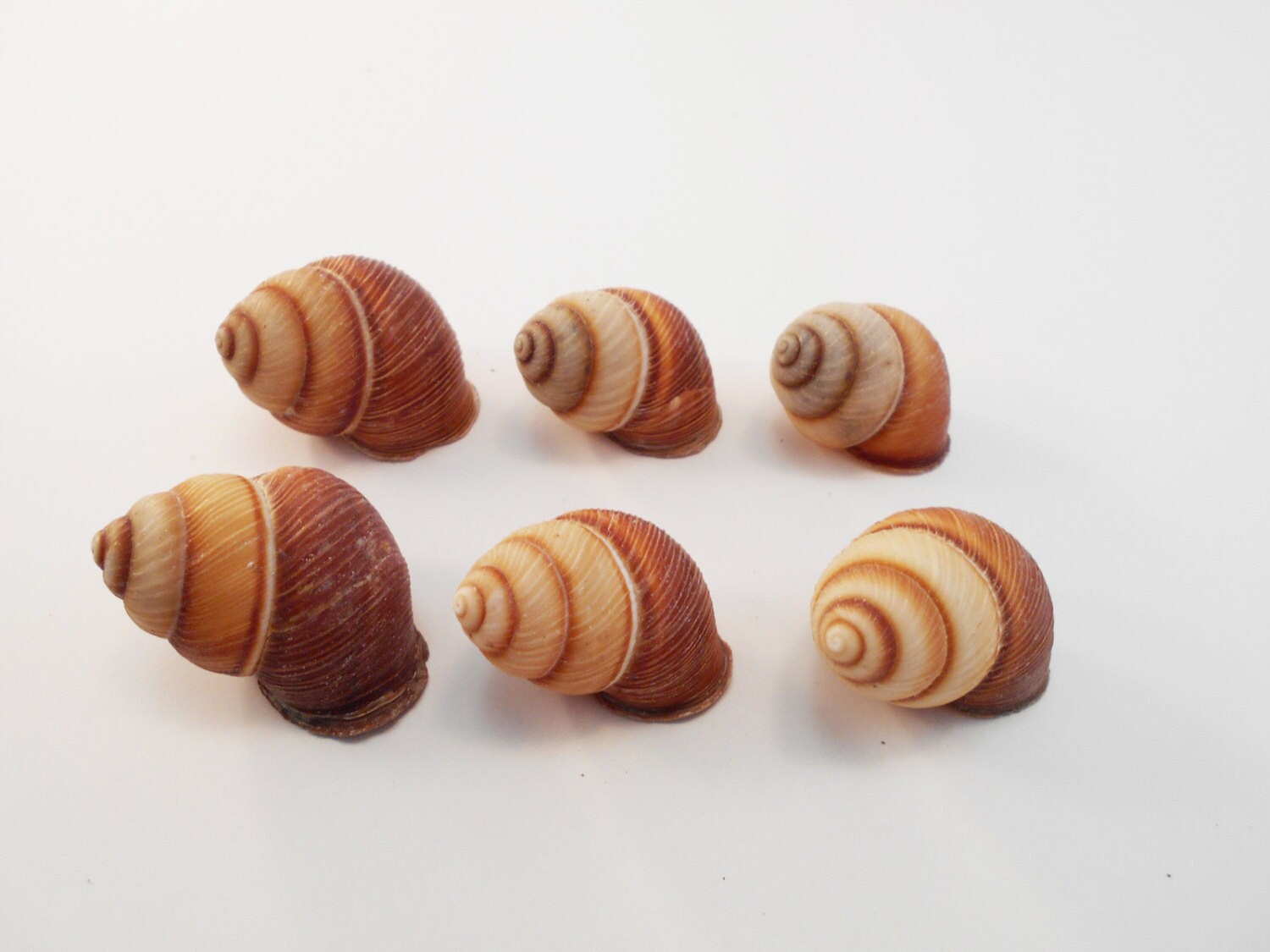 6 Brown Striped Land Snail Shells Seashells 1 1