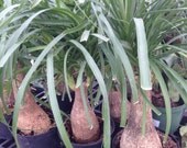 1 Live ponytail  Palm 13 to 17  Inches  Tall -  u131