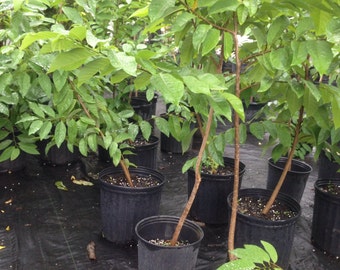 1 Sugar Apple Live Plant - Bearing fruit stage- Mang Cau Na 18 - 24 Inches - u20