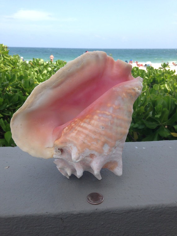 Queen Conch Shell Horn / by SouthFloridaSeaShell on Etsy