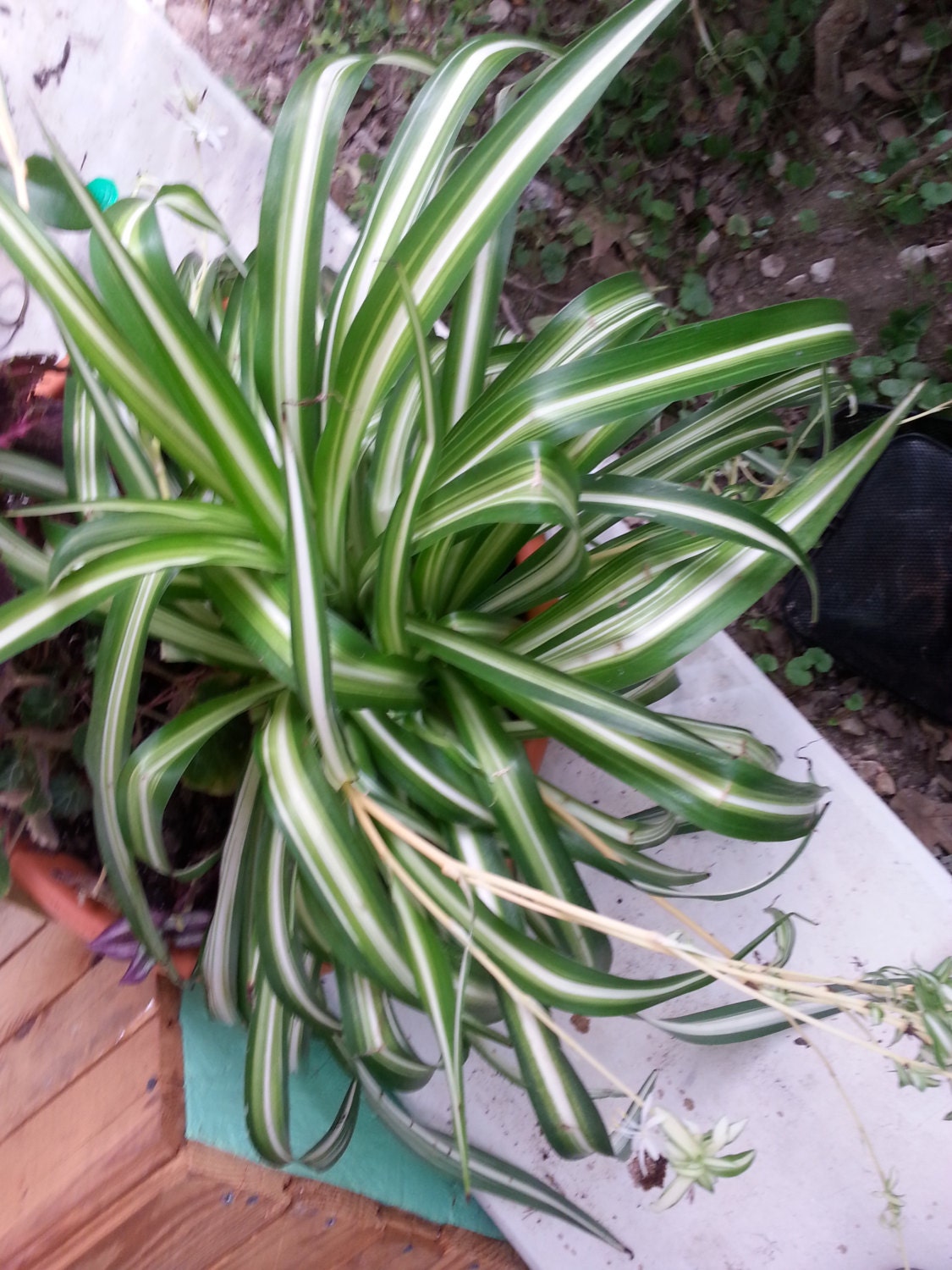 Live Tropical Varigated Comosum Spider Plant