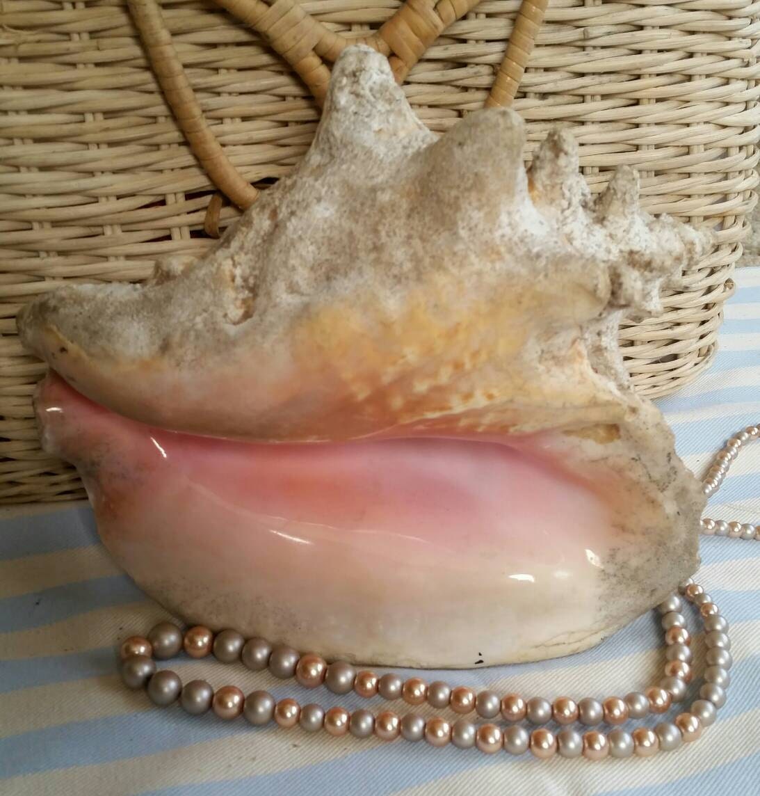 Large 9 Inch Queen Conch Shell /Beautiful Pink Color /Beach