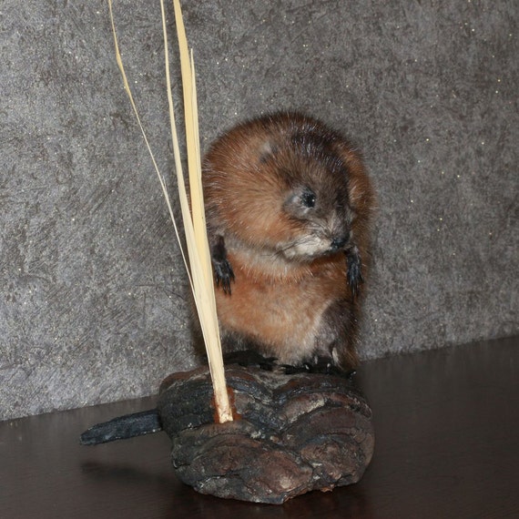 stuffed beaver taxidermy for sale