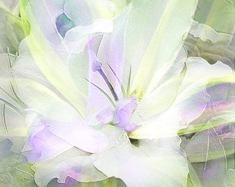 CAFIRLILY - DELICATE and Soft