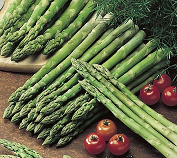 100 Jersey Giant Asparagus Crowns by RockyGapGardens on Etsy