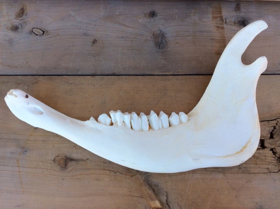 Authentic Montana American Bison Buffalo Jaw Bone