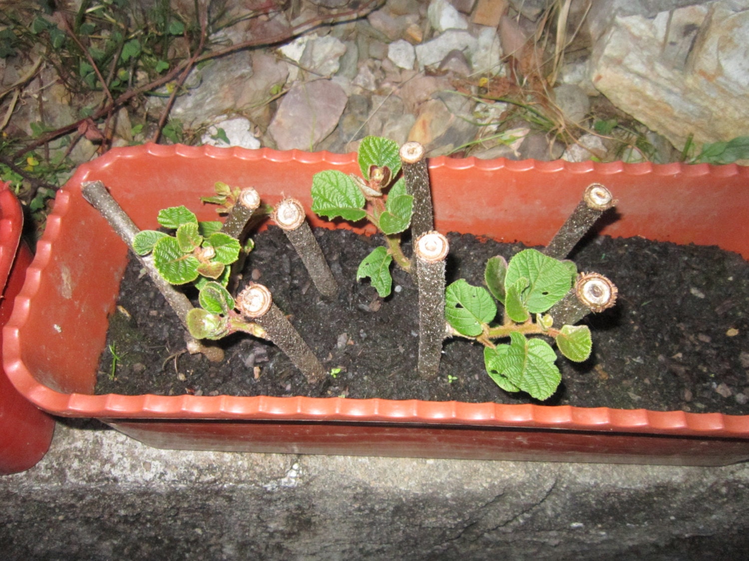 Kiwi cuttings!Plant your kiwis!!Delicious fruit! Very easy to plant