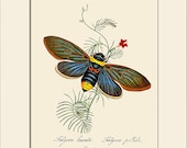 Cicada Indica, India Insect, Edward Donovan, Art Print with Mat, Note Card, Natural History, Wall Art, Wall Decor, Vintage Insect Print