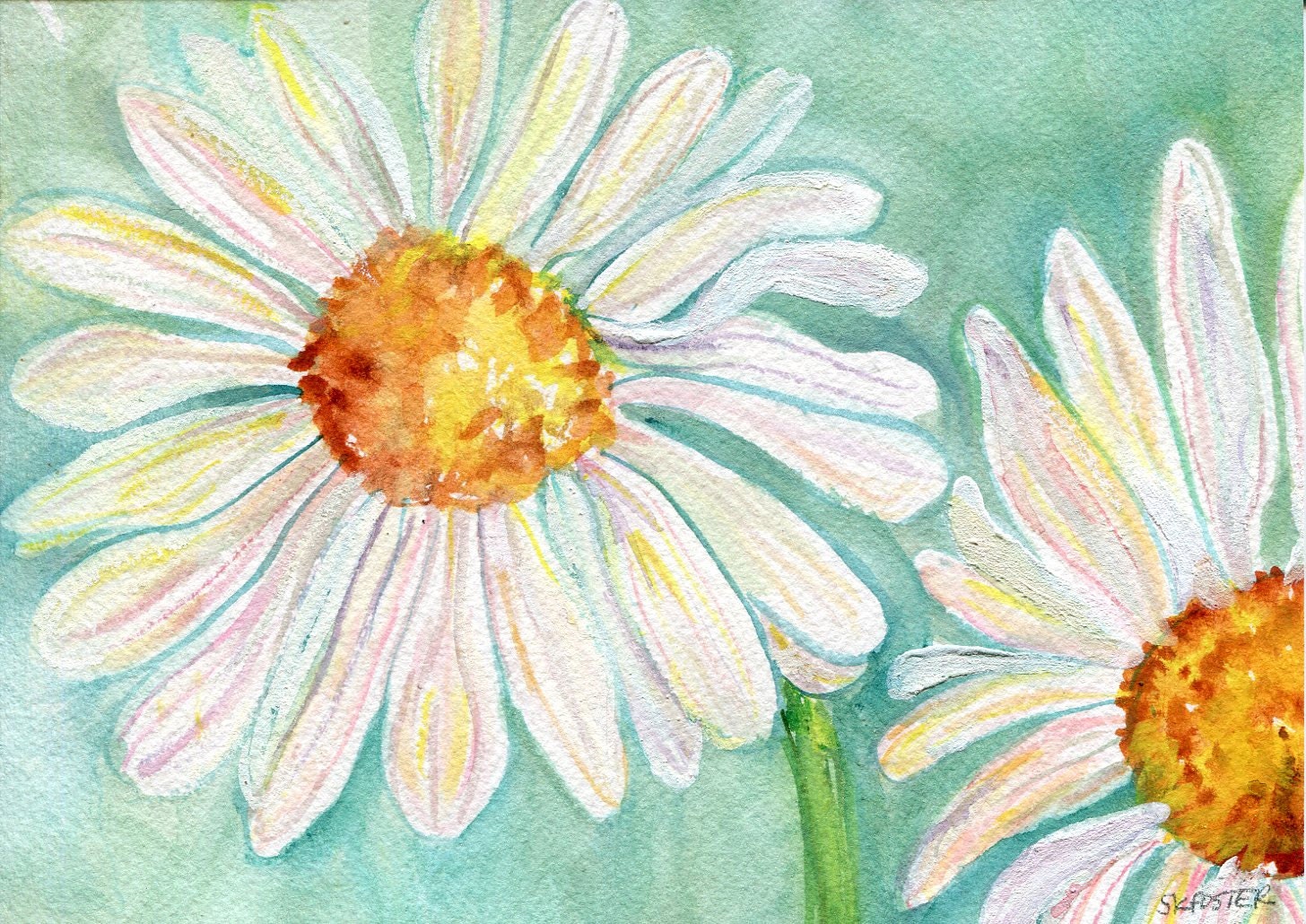 Shasta Daisies Watercolors Paintings original 5 x 7 daisy