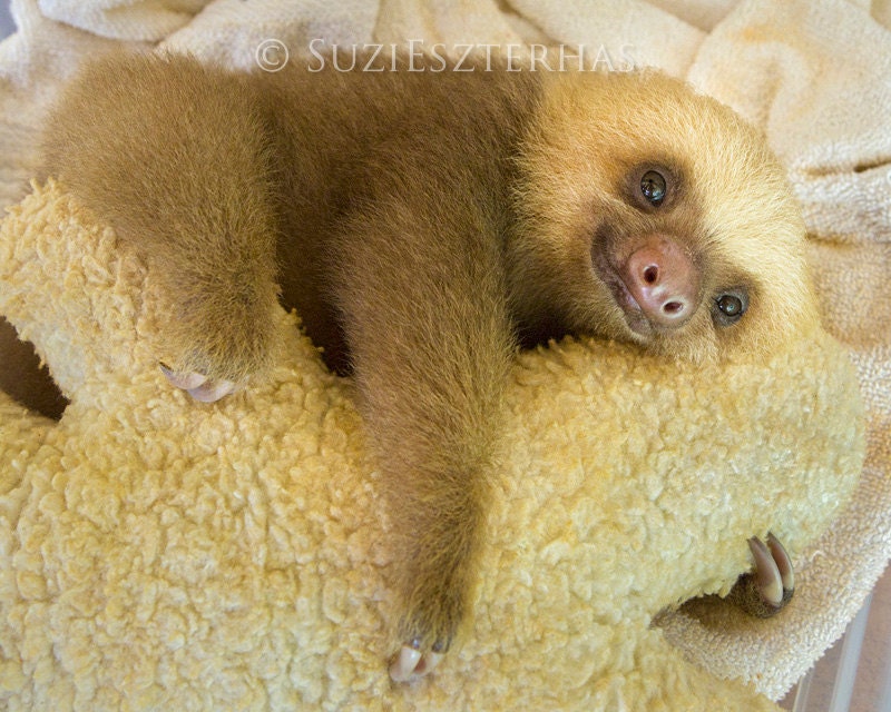 BABY SLOTH PHOTO Nursery Art Print Baby Animal Photograph