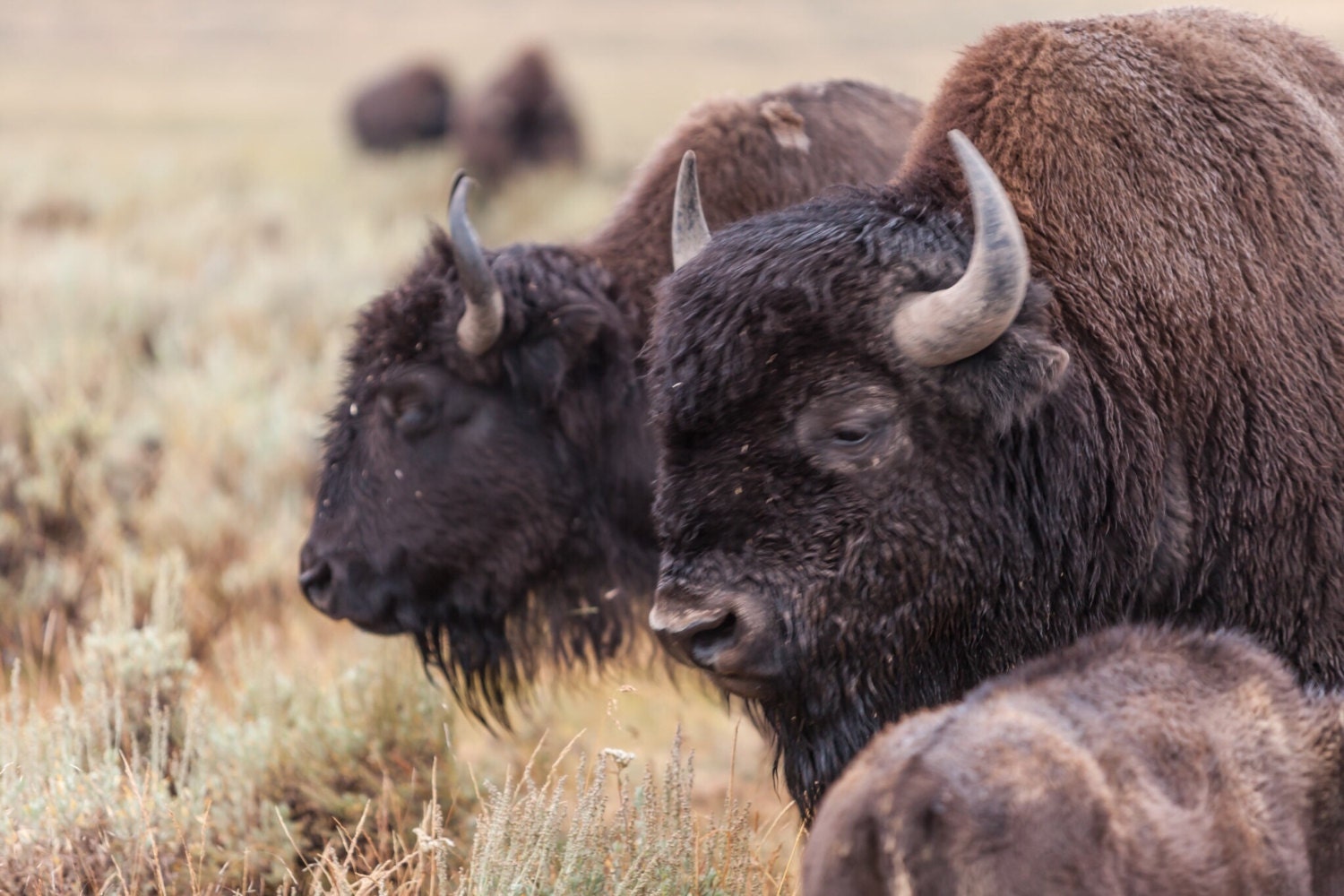 Buffalo in Hayden Valley Yellowstone National Park