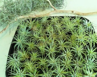Set of 40 Air plants - Bulk air plants - Terrariums - diy projects - plants - air plants - Wedding favors - wholesale air plants