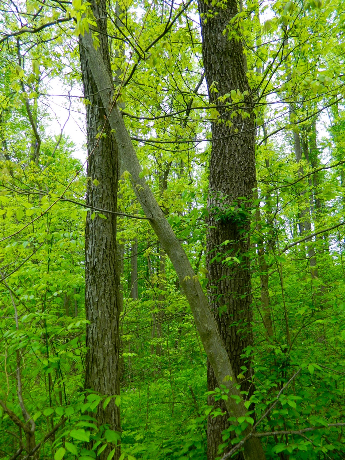 Spring Photography Woodland Trees Letter N Photo By Abby Smith Home Decor Cabin Green Leaves Spring Photography Woodland Trees Letter N Photo By Abby Smith Home Decor Cabin Green Leaves