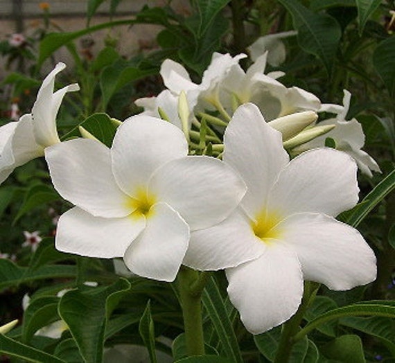 Evergreen White Plumeria Cutting Frangipani Apocynaceae