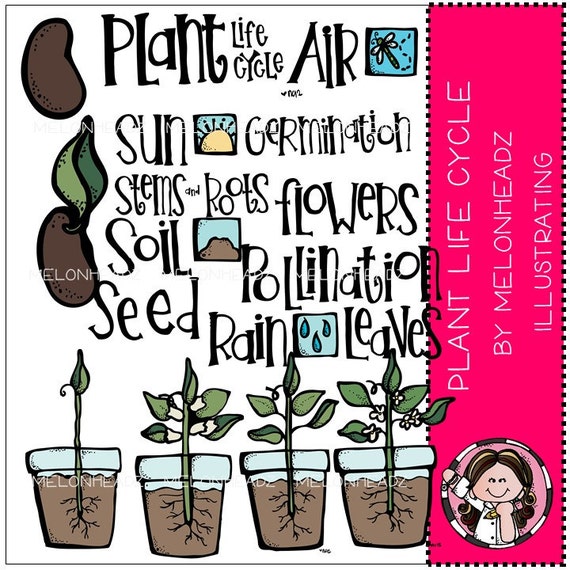 plant life cycle clipart - photo #41