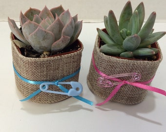 Succulent Plants - 40 Assorted Baby Shower, Succulent Plants with Burlap, Ribbon and Diaper Pin.