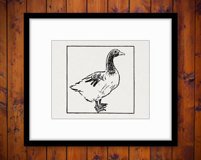 Vintage Duck Image Digital Printable Illustration Download Bird Graphic Antique Clip Art Jpg Png Eps HQ 300dpi No.3847