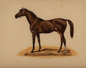 1890 0riginal Antique Natural History Chromolithograph of a horse Irish Birdcatcher Animal Print- Nature print Very Rare