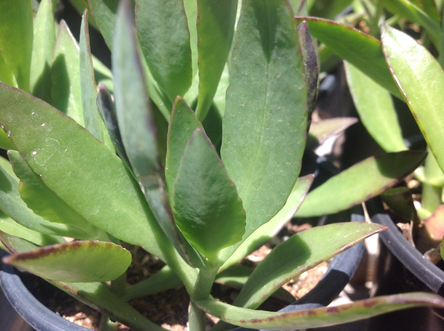 Succulent plant Kalanchoe Streptanthus beautiful green leaves
