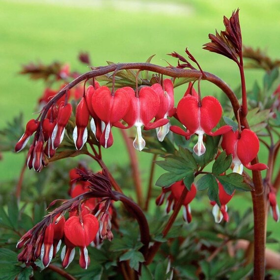 Dicentra Spectabilis Seeds VALENTINE Flowering Plant of
