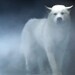 whitewolfrayven