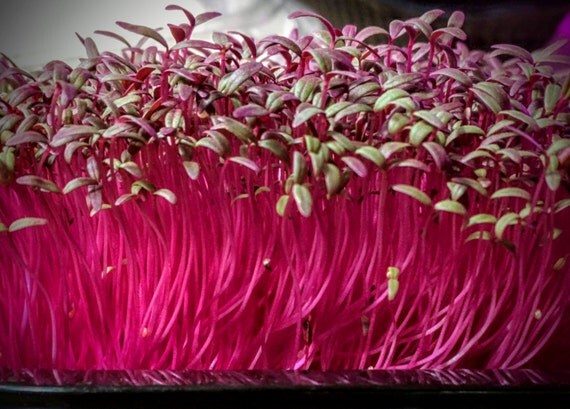 Red Amaranth Microgreen Kit Grow Your Own 2 Crops Of By Microfarms