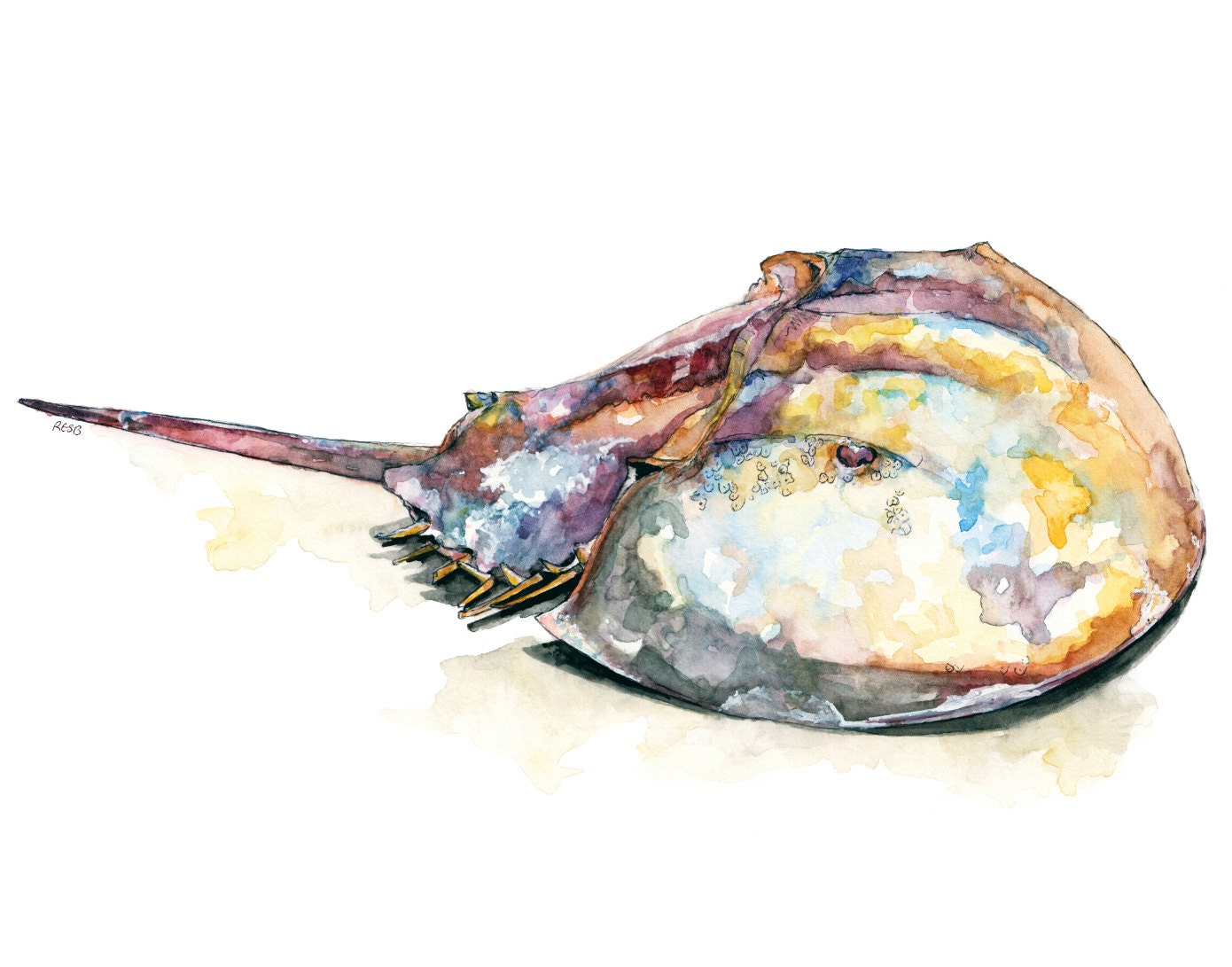 Horseshoe Crab Print from Original Watercolor Painting