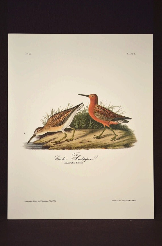 Nautical Wall Decor Sea Bird Wall Art Print Sandpiper