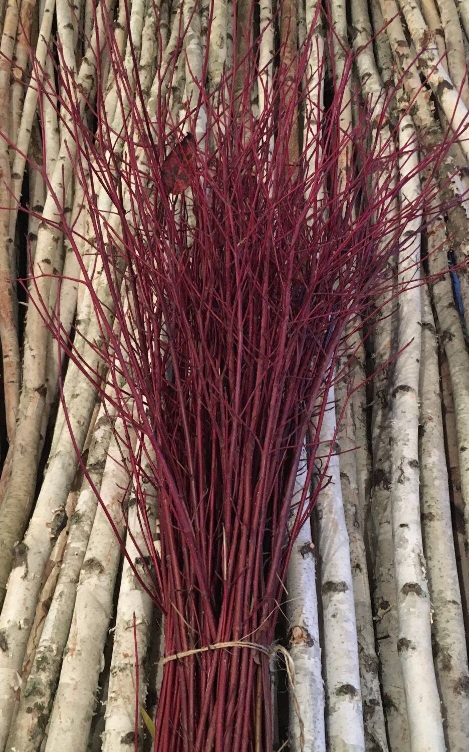 100 Red Dogwood Branches
