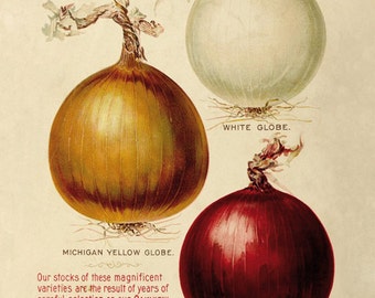 Onions - reproduction of an old botanical illustration