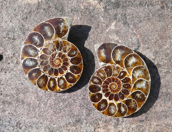 real ammonite fossil