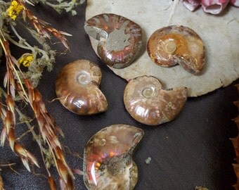 opalized ammonite specimens