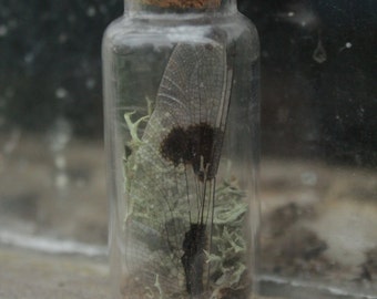 Dragonfly Wing Small Specimen Vial