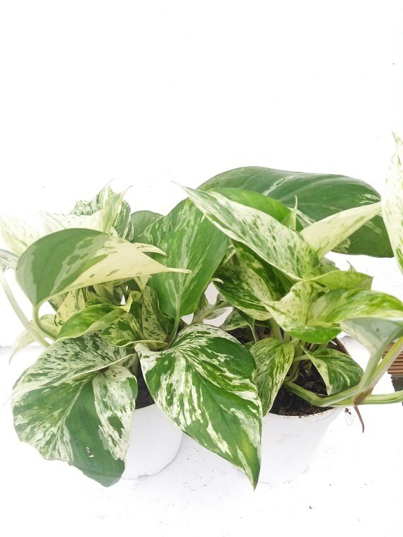 Two Marble Queen Devil