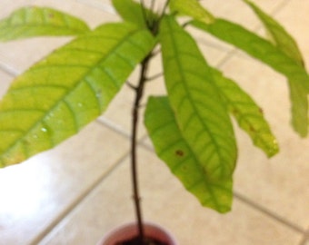 1 Live Red Theobroma  Cacao Chocolate Plant 8 To 13 Inches -  u20