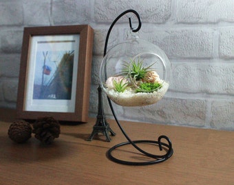 Home Decoration Office Desk Decor Terrarium kit with quartz sand 2 air plants green moss sea urchin and big seashells for birthday gift
