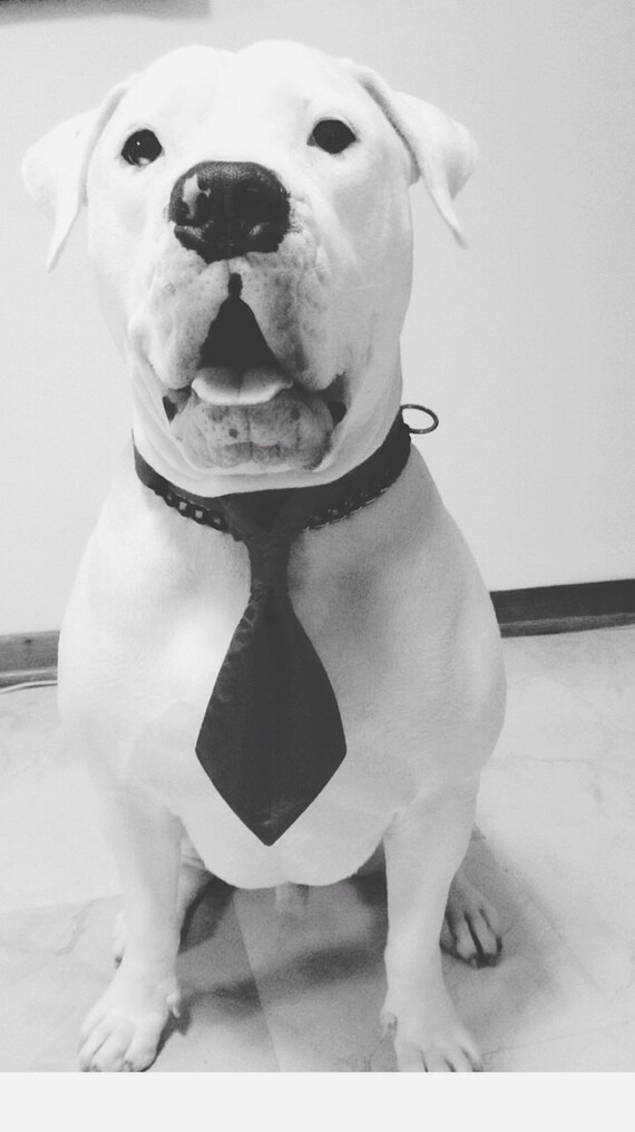 Satin Tie for Dogs/pet accessories/handmade dog tie/pet