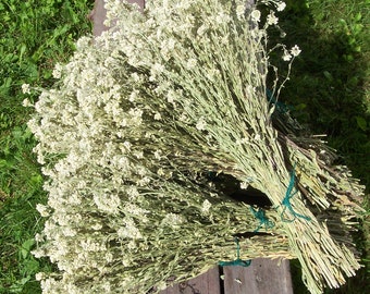 Dried Flowers, Dried Hoary Alyssum. White Flowers. Very unique! Floral arrangements, bouquets, craft projects, wreaths, etc.