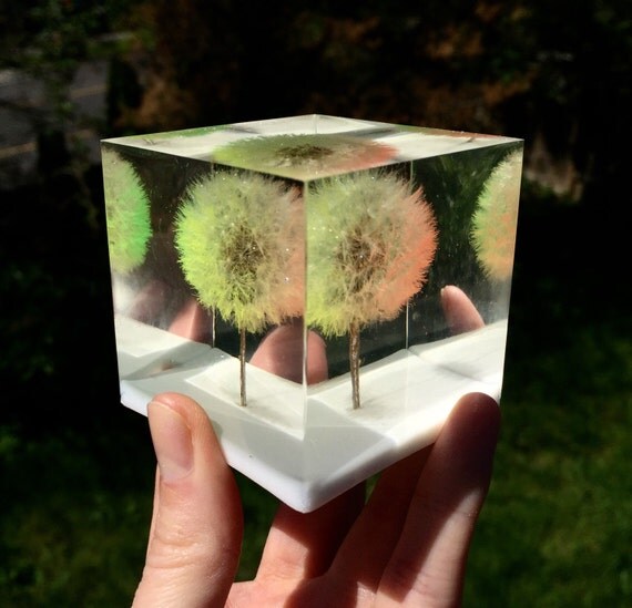 Rainbow Dandelion Wishie Cube Keepsake. Natural Gift. Wishie