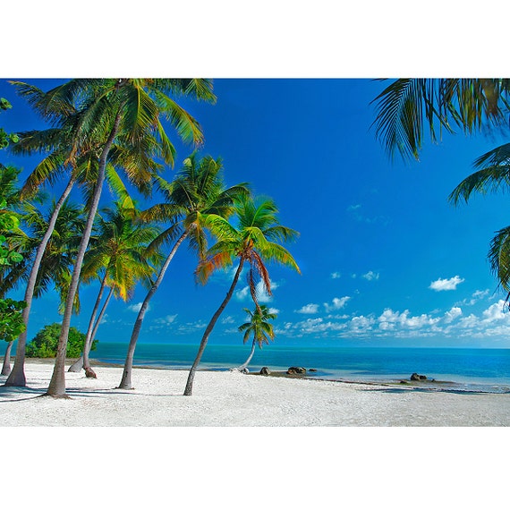 Florida Keys Beach Scene Palm Trees White Sand