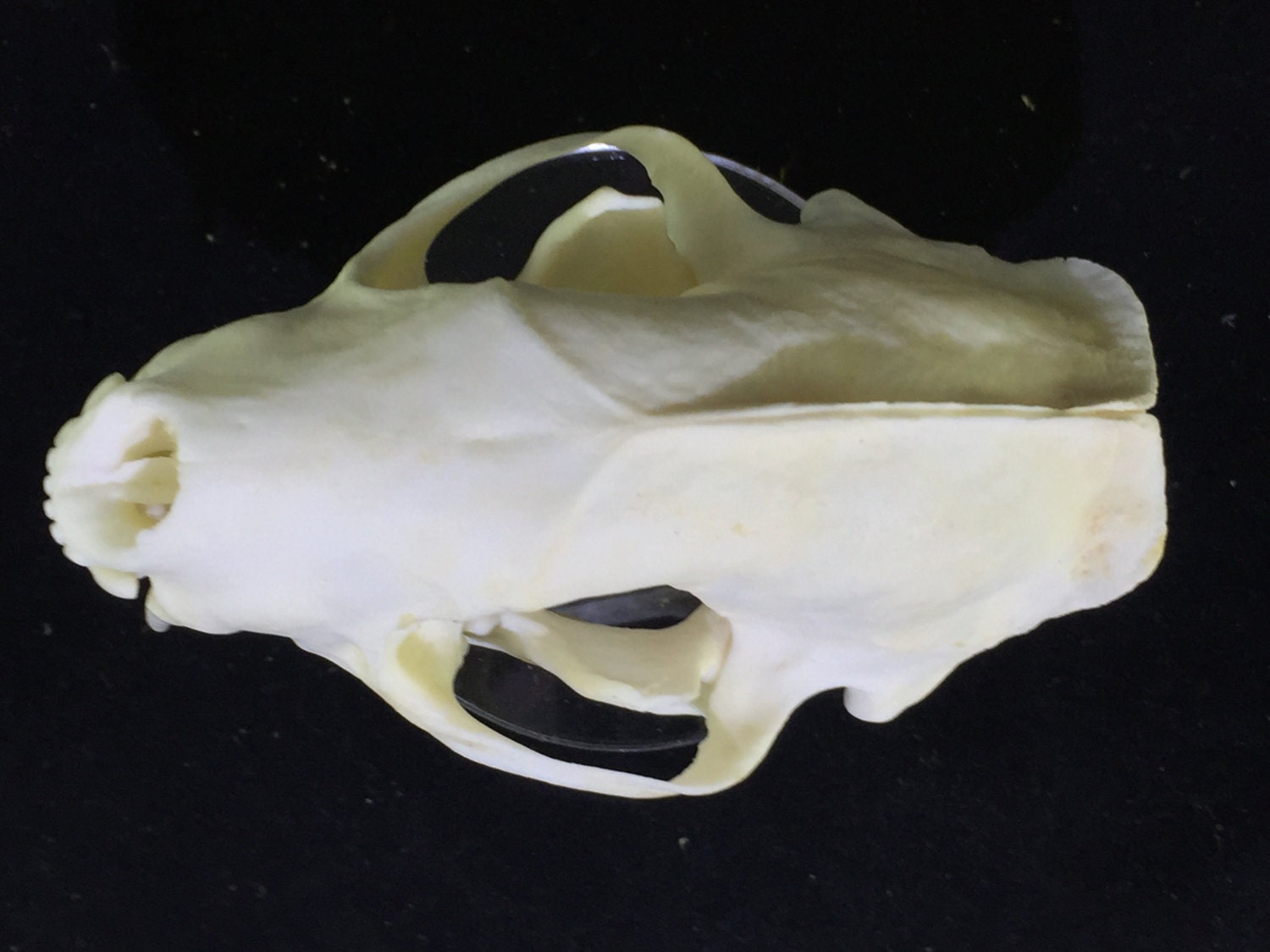 Striped Skunk Skull