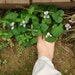 Donellen Baer