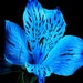 tigerliliblu1