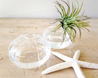 Sea urchin vase, small bud vase, FS31471, flower vase, clear glass vase, coastal decor, beach decor, nautical decor, small vase