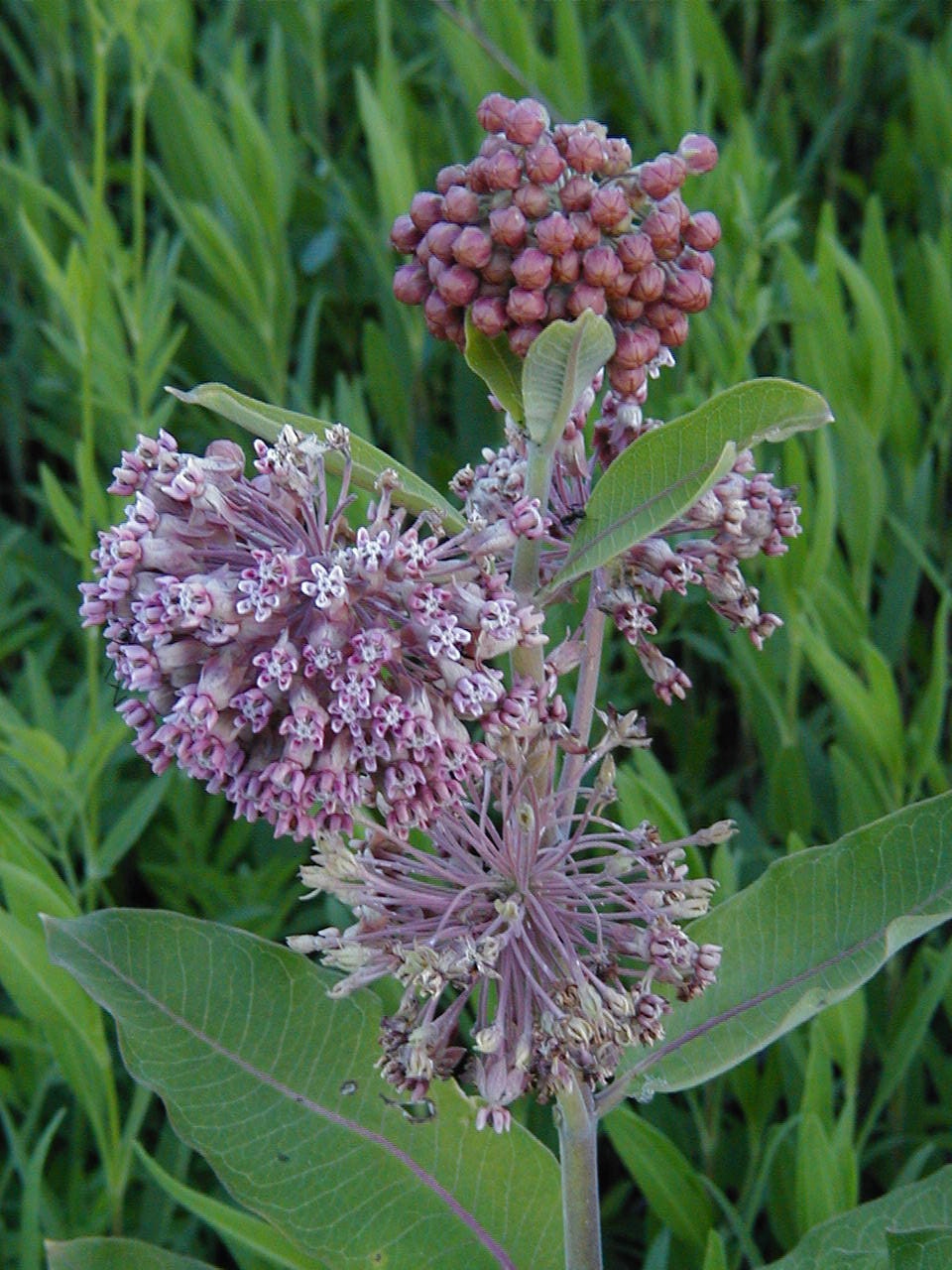 Milkweed Pods Monarch Butterfly Food Source Hunting